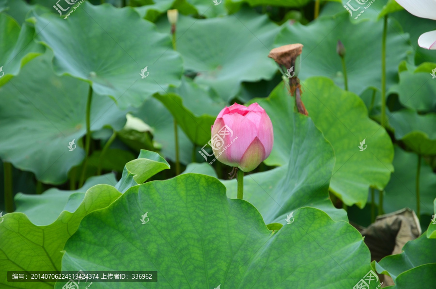 花苞,荷花