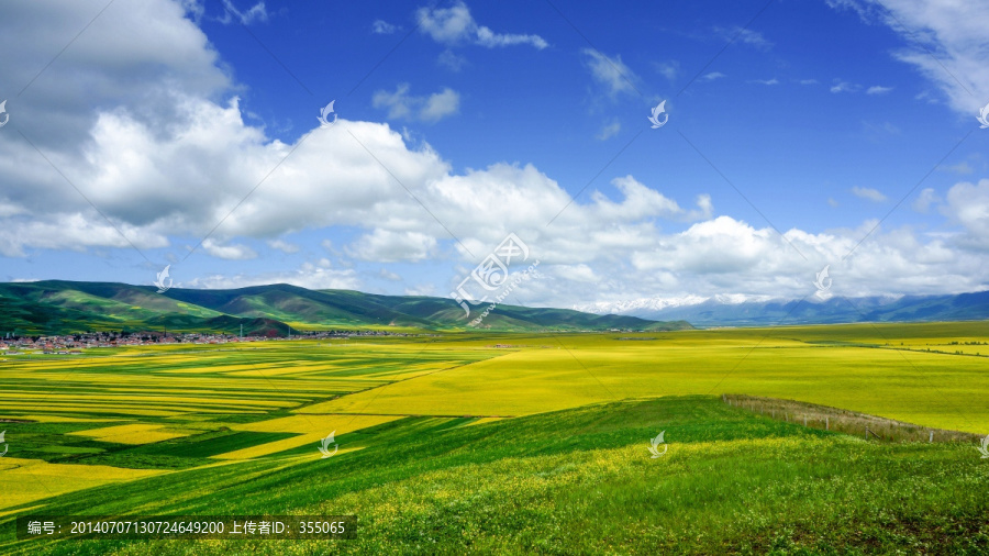 油菜花田