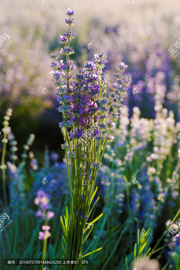 薰衣草,紫花,香料