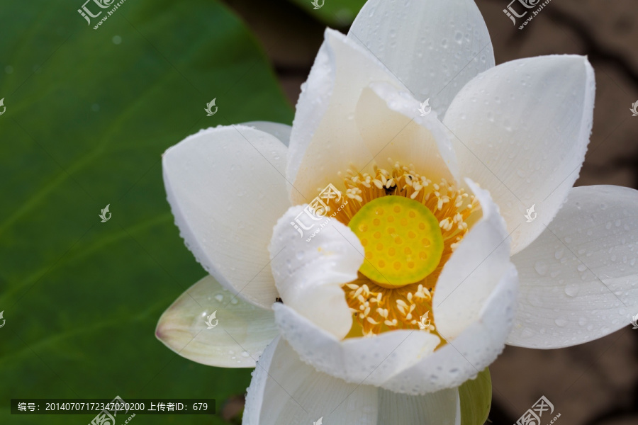 荷花,睡莲,白莲花