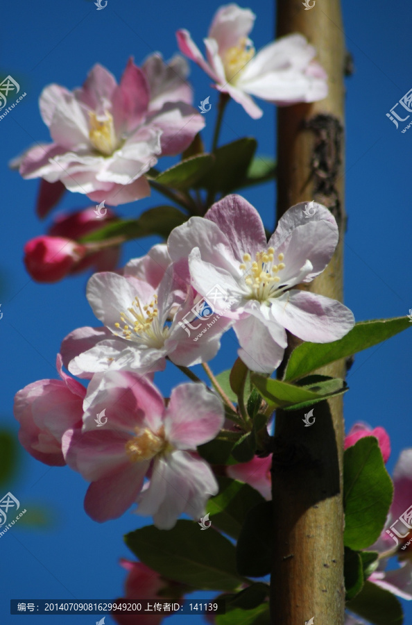 海棠花,花卉,花朵,春花,花瓣