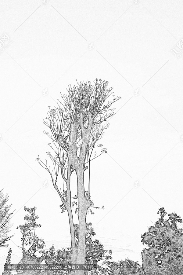 樹(shù),木
