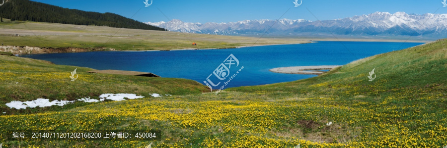 赛里木湖,天山黄花