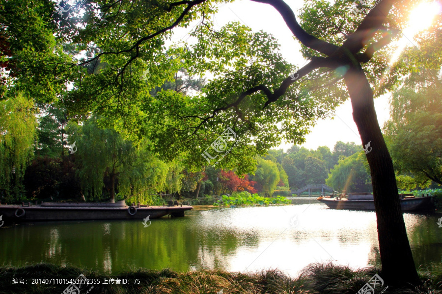 树木,古树,西湖风景