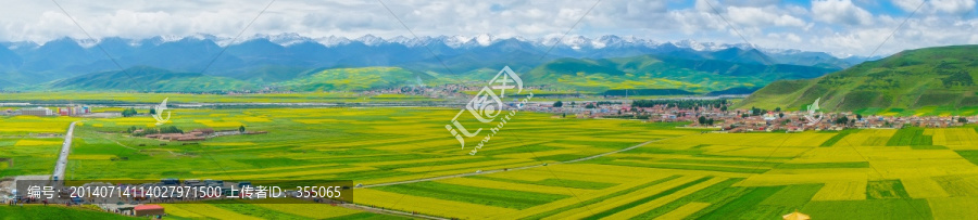 青海油菜花