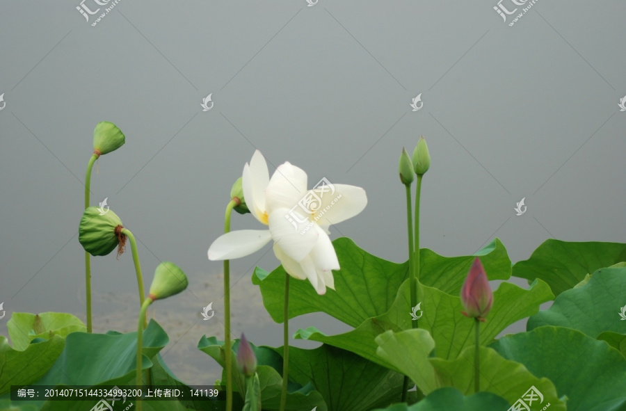 荷花,新荷,夏荷,荷叶,花卉