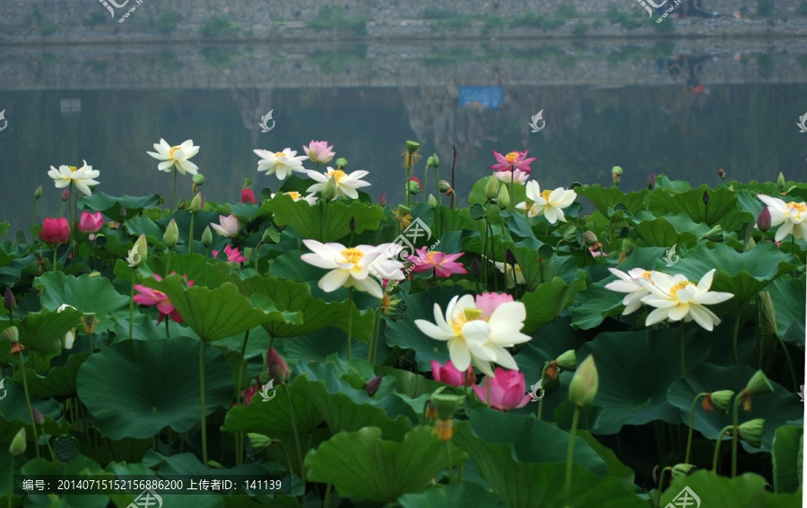 荷花,新荷,夏荷,荷叶,花卉