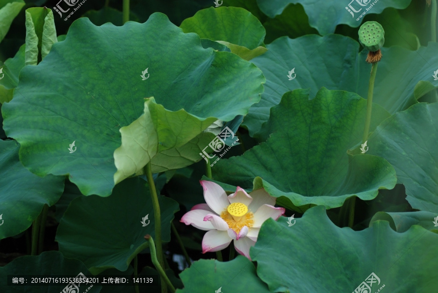 荷花,新荷,夏荷,荷叶,花卉