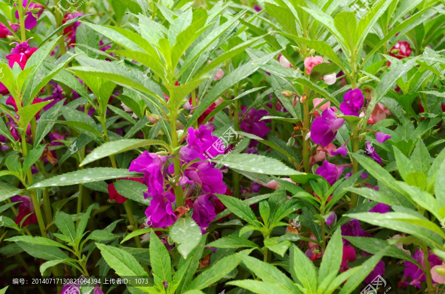 风仙花