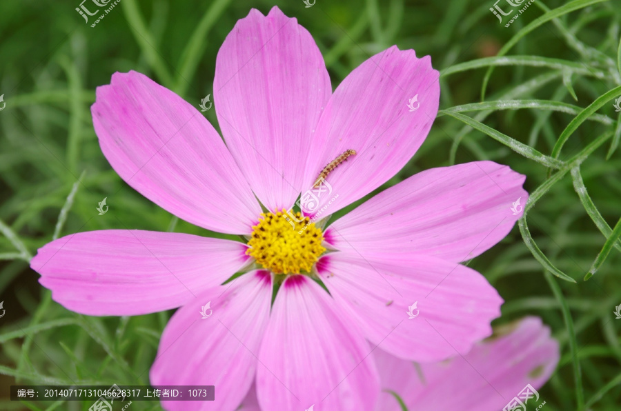 生害虫的格桑花