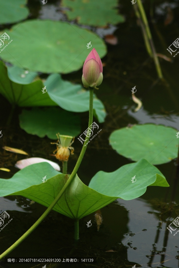 荷花,新荷,夏荷,荷叶,花卉