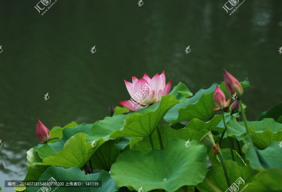 荷花,新荷,花卉,荷叶,荷韵