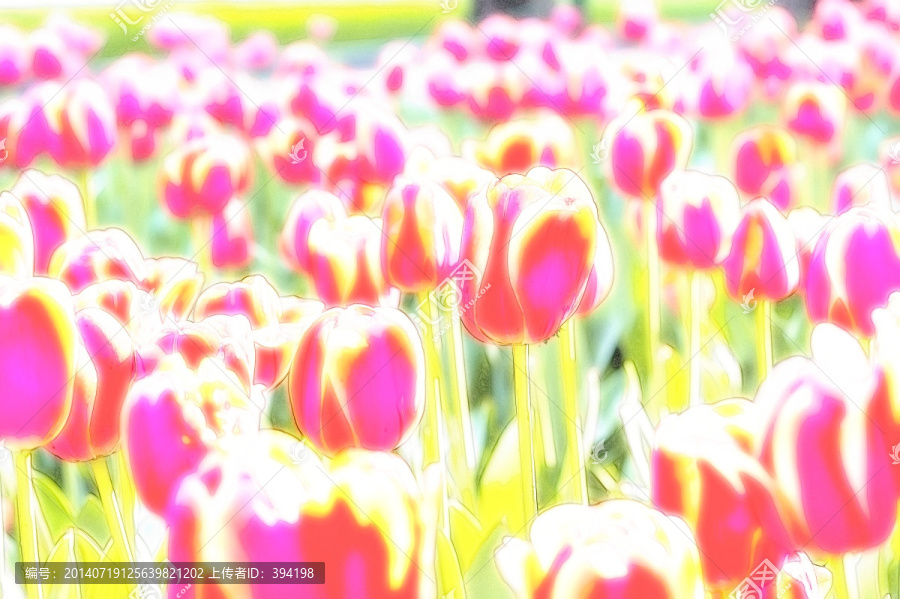 郁金香花園