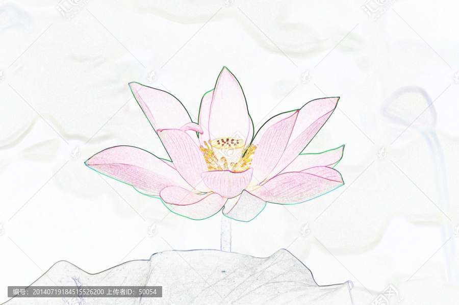 藝術(shù)花卉,荷花（合層）