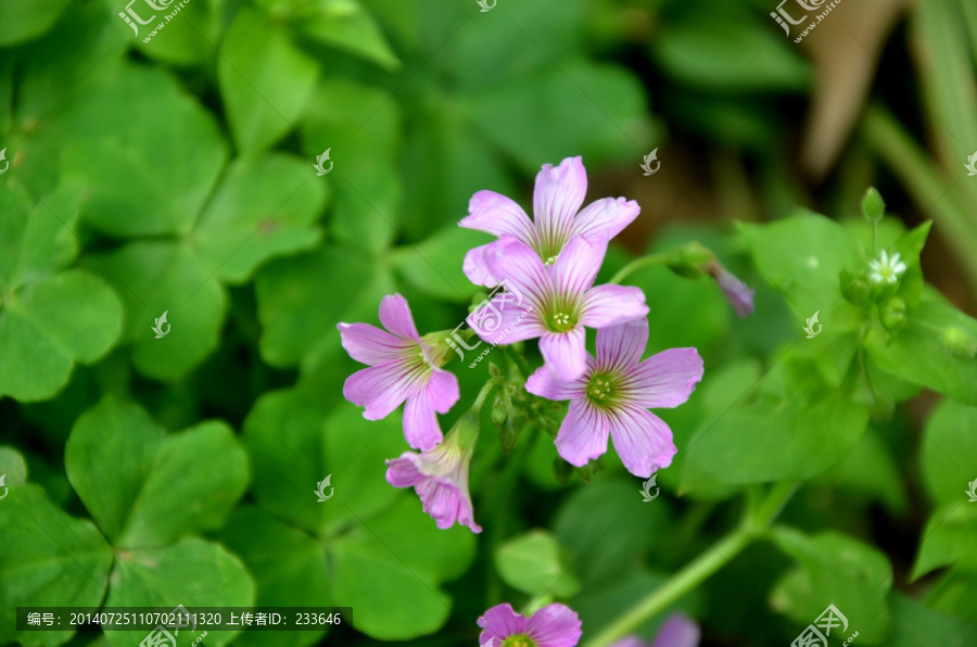 三叶草,三叶草花