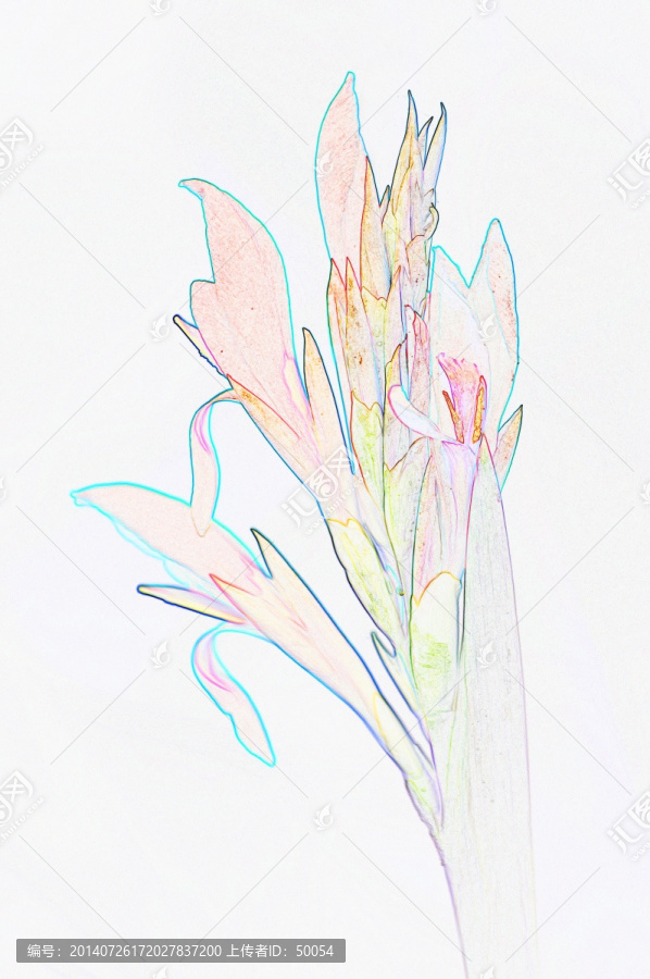 藝術(shù)花卉,美人蕉