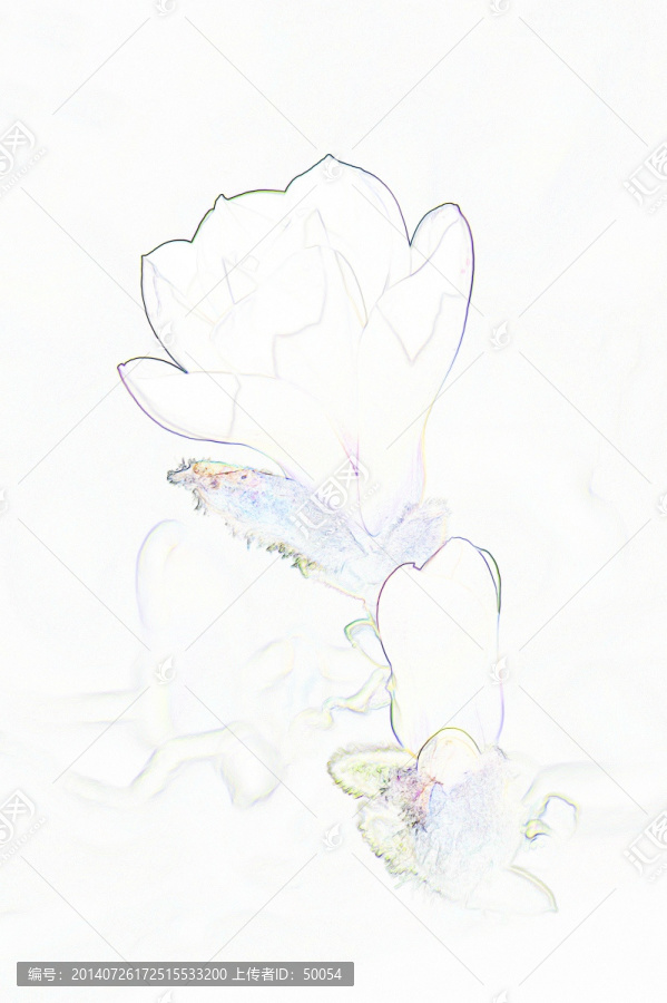 藝術(shù)花卉,玉蘭