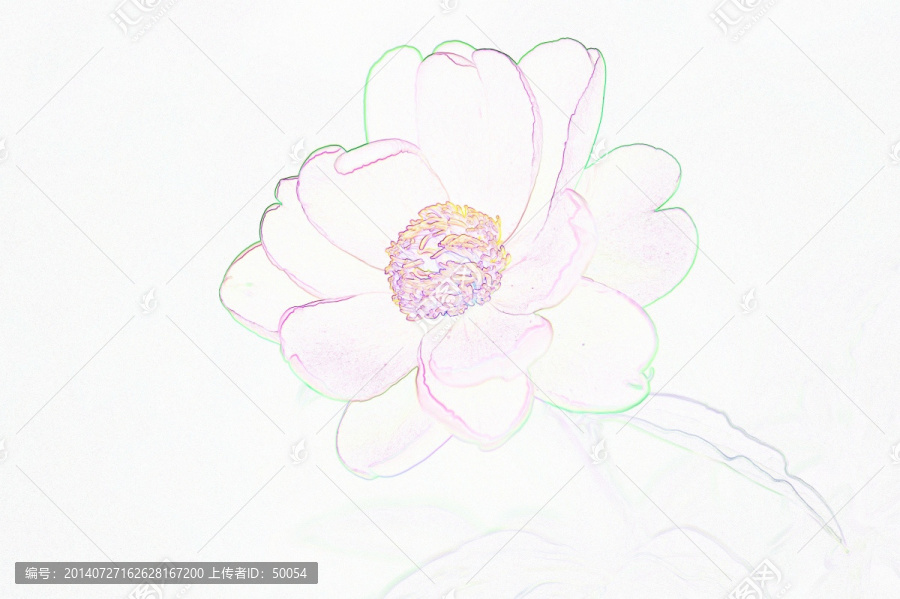 藝術(shù)花卉,芍藥