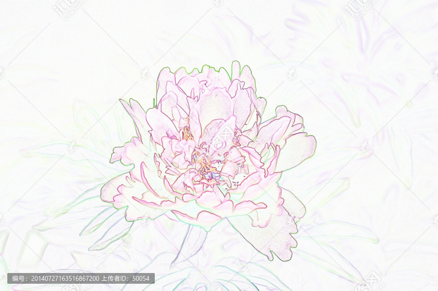 藝術(shù)花卉,芍藥花
