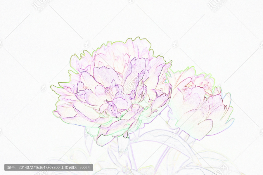 藝術(shù)花卉,芍藥花