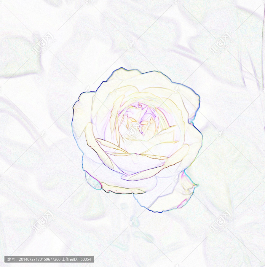 藝術(shù)花卉,月季花