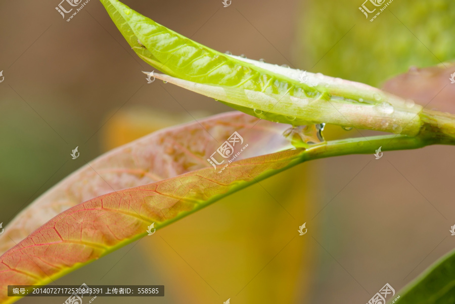 植物嫩叶