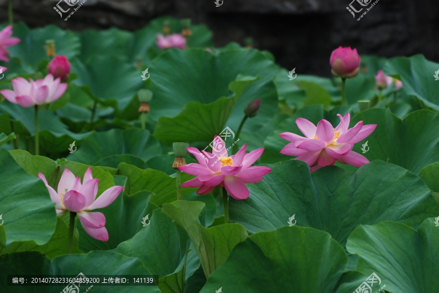 荷花,花卉,夏花,荷韵