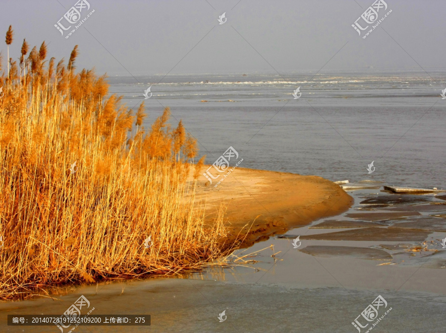 黄河湿地,冬天