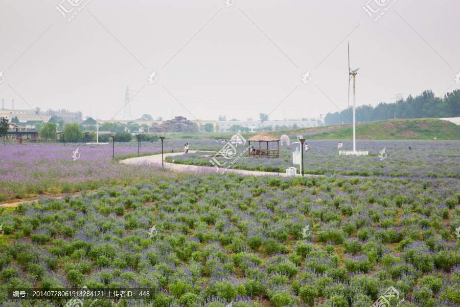 蓝调薰衣草庄园