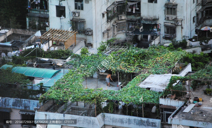 天台瓜棚