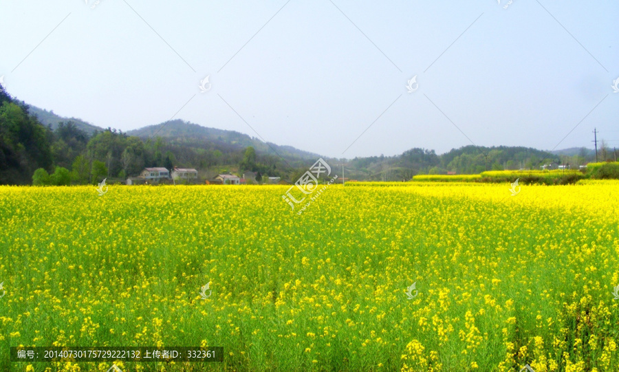 山里,开满了金灿灿的油菜花