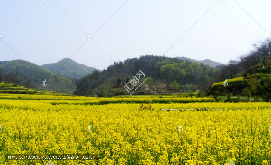 山里,开满了金灿灿的油菜花