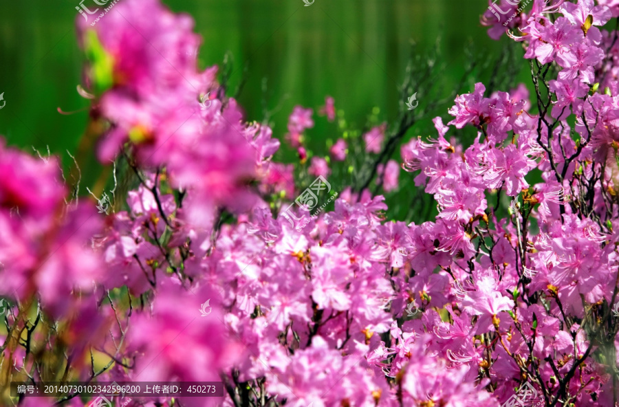 杜鹃花,达尔滨湖