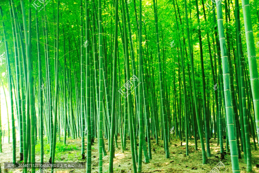 竹林,竹子,竹海,绿竹
