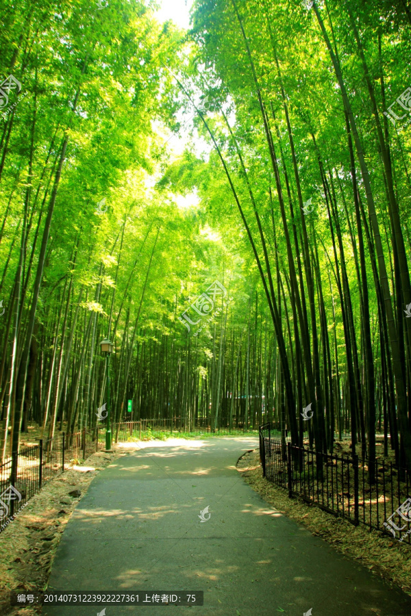 竹林小道,竹子,竹海