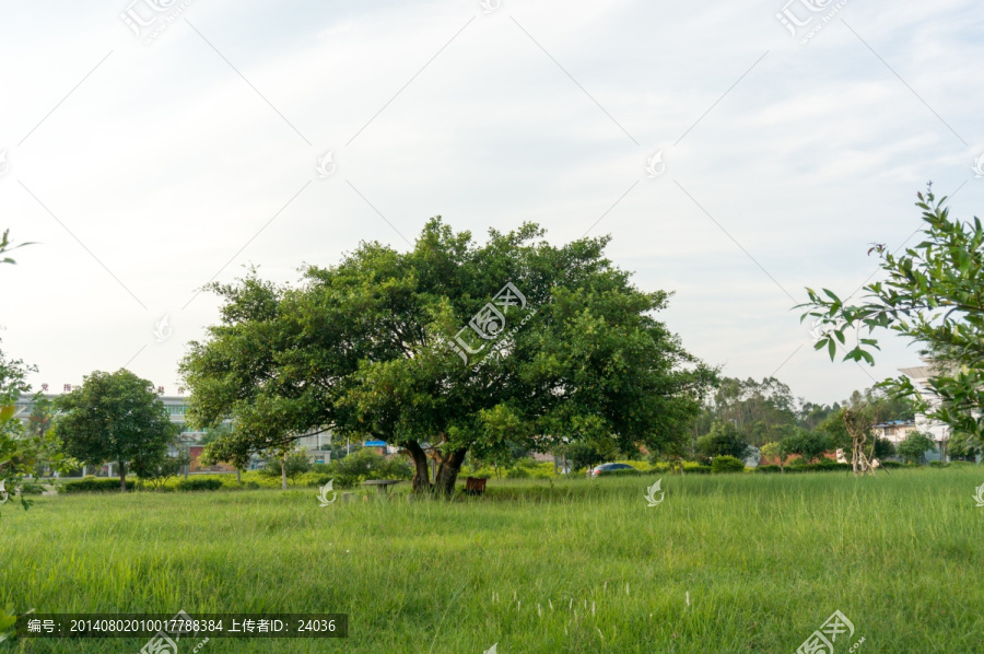 小叶榕,榕树,远景