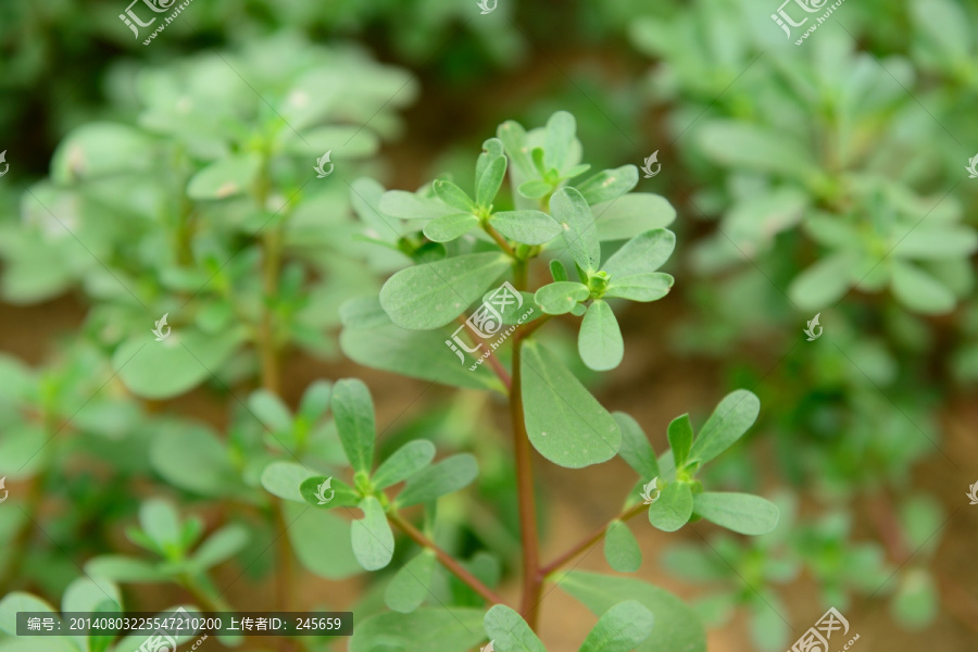 马齿苋,野菜,马齿菜,马苋