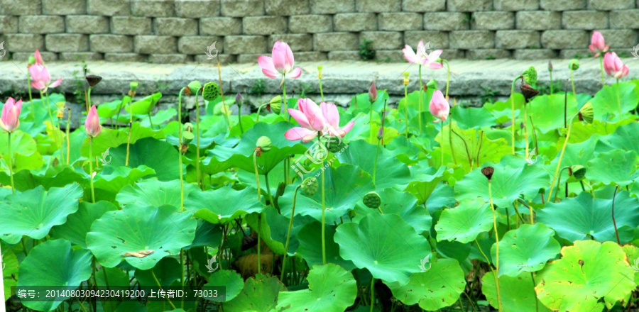 荷花池