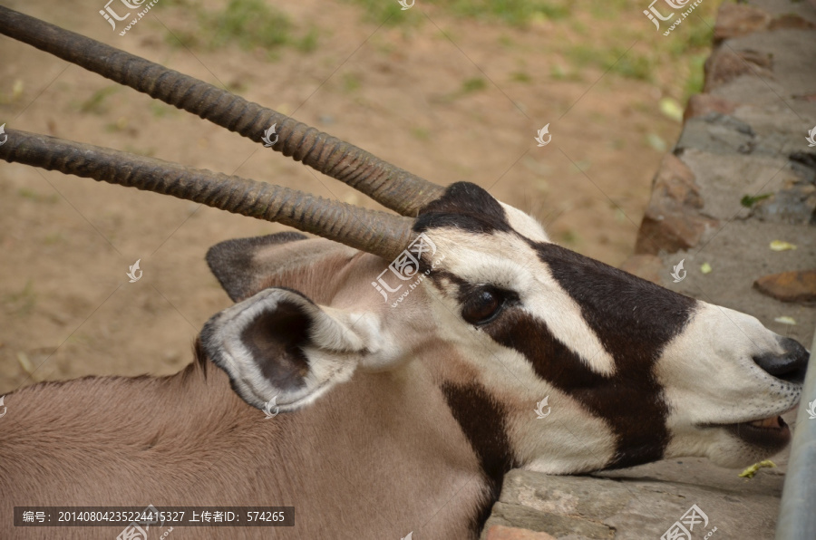 南非长角羚