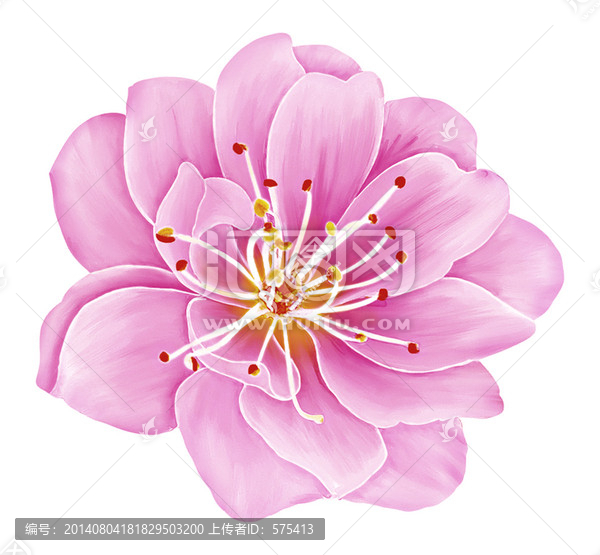 小朵花
