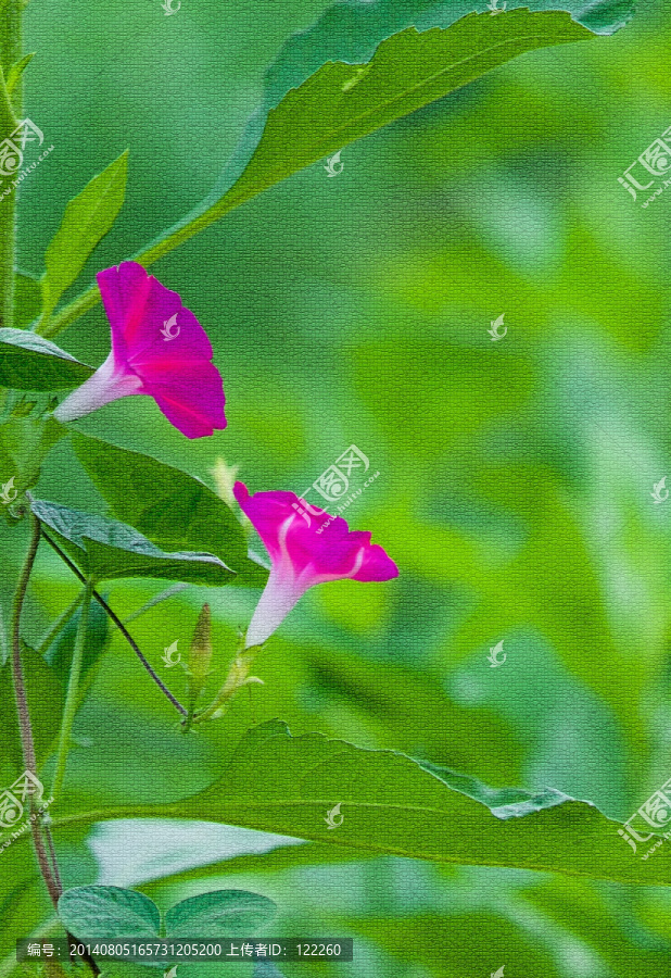 喇叭花（不分層）