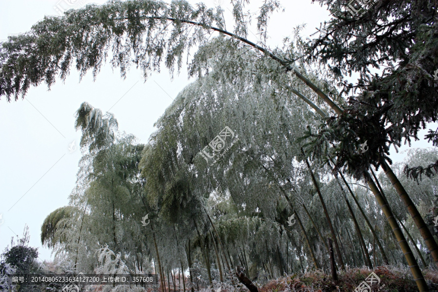 历史名村,翠竹洋,竹林雪景