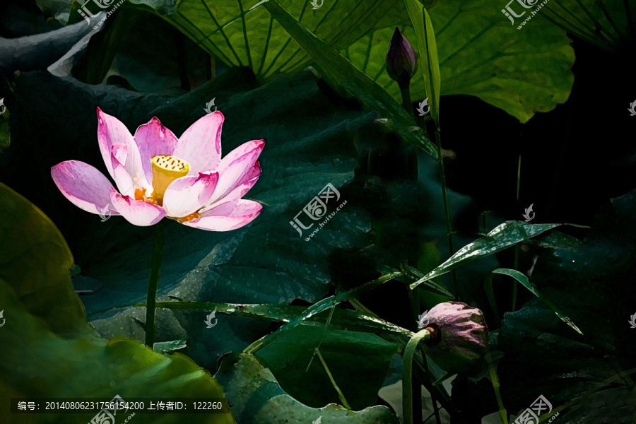 荷花（不分層）