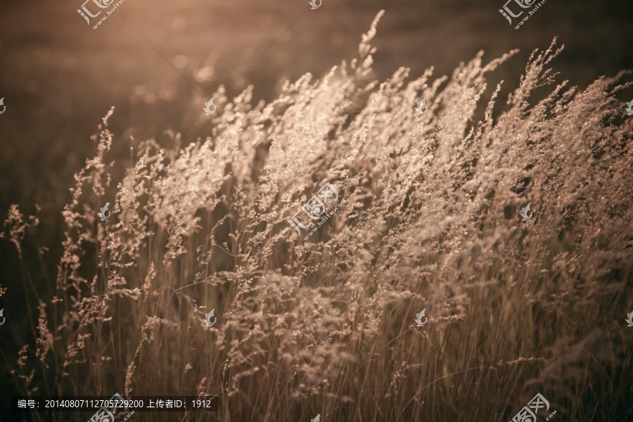 野草