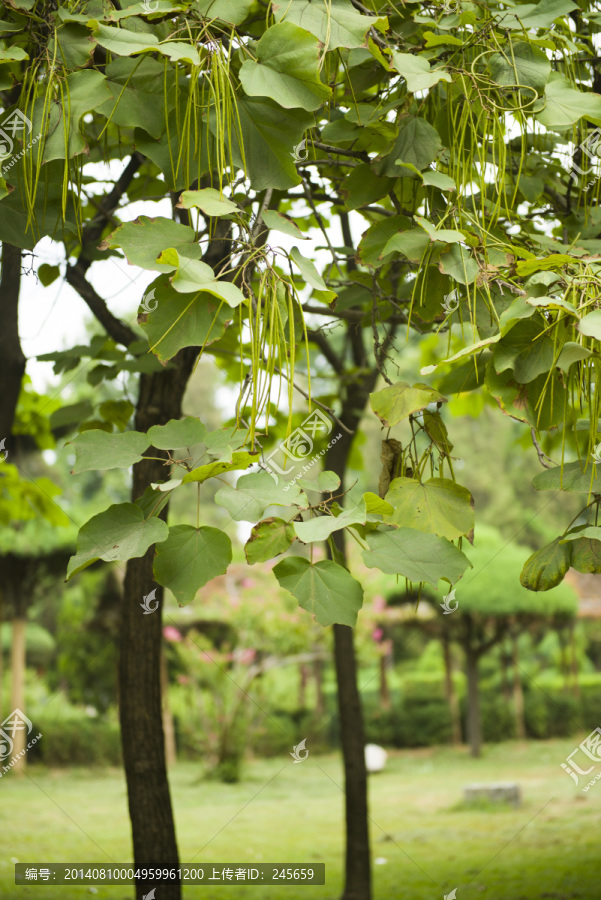 梓树,水桐树,河楸树,黄花楸树