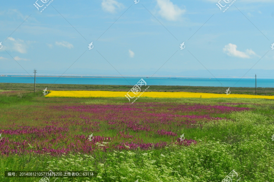 大美青海,蓝天白云,油菜花