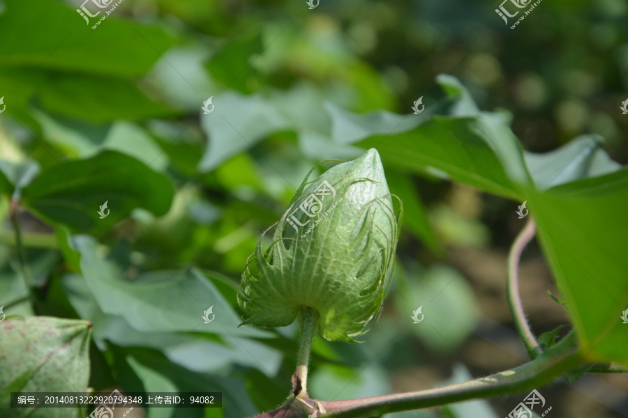 棉花,棉桃