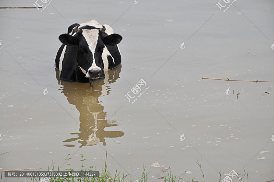 奶牛,水中