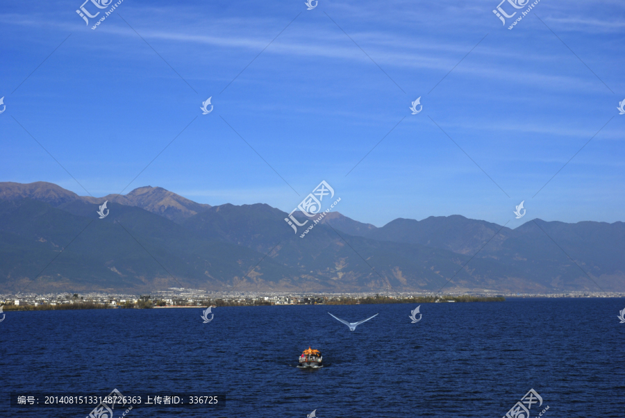 苍山洱海海鸥