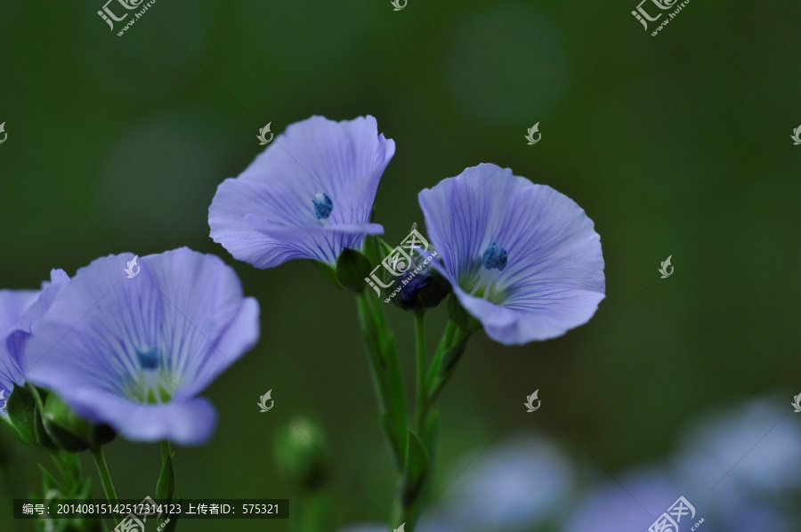 胡麻开花节节高